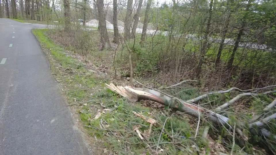Branches and trunks scattered through the woods